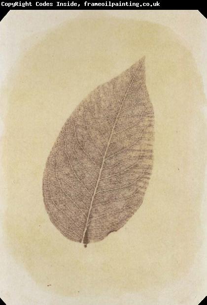 Willim Henry Fox Talbot Leaf with Its Stem Removed
